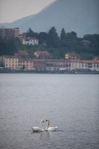 湖の上の 2 つの白鳥 — ストック写真