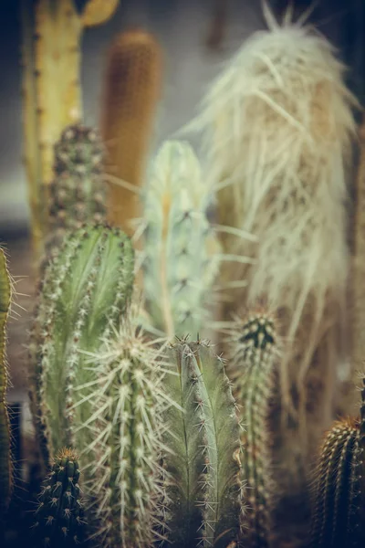 Many cactuses in a greenhouse — Stock Photo, Image