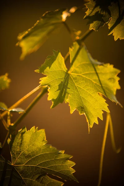 Obrázek Zelených Vinných Listů Při Východu Slunce — Stock fotografie