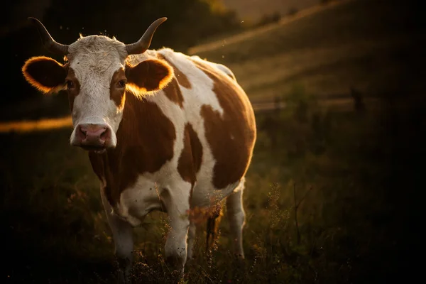 Afbeelding Van Koeien Grazen Een Prachtig Zonsondergang Licht — Stockfoto