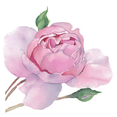 Suluboya el yapımı gül Illustration. Özgün tasarım çiçek rasr.