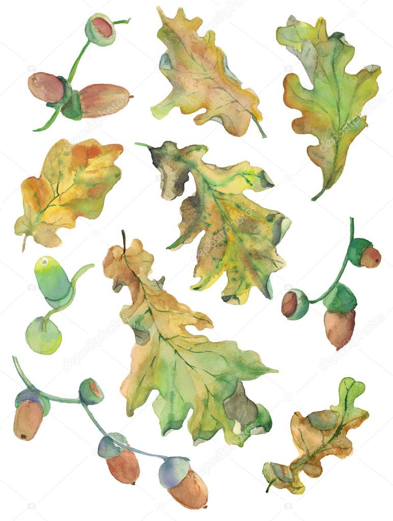 Watercolor set of hand drawn autumn oak leaves and acorns in green and yellow colour.