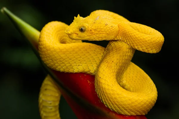 Una Hermosa Víbora Pestañas Amarillas Fotografiada Costa Rica — Foto de Stock