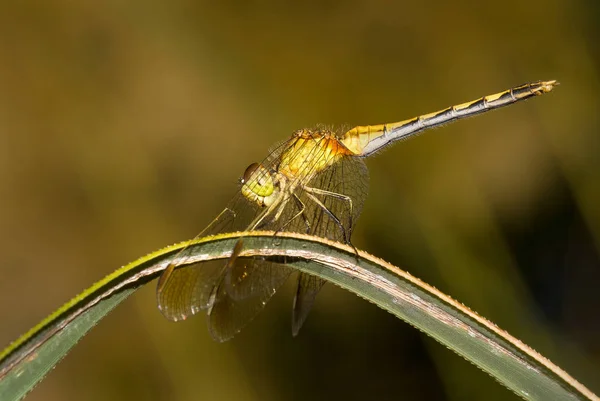 Yellow Dragonfly Photographed Argentina — Stock Photo, Image