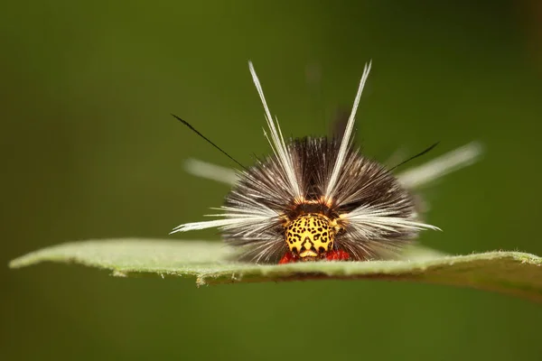 Uma Lagarta Uma Mariposa Fotografada Argentina — Fotografia de Stock