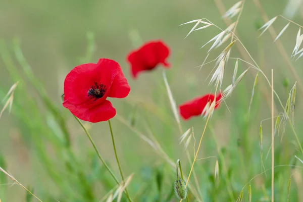 Hermosa flor de amapola roja con hierba verde en la naturaleza —  Fotos de Stock