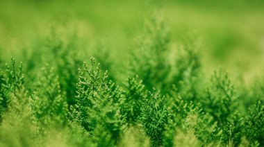 Noel ağacı dalları arka plan. Closeup yeşil doğa