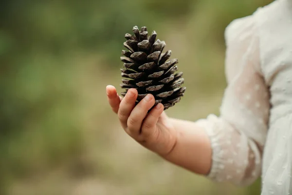 Cone de pinheiro na mão do bebê.Conceito de natureza . — Fotografia de Stock