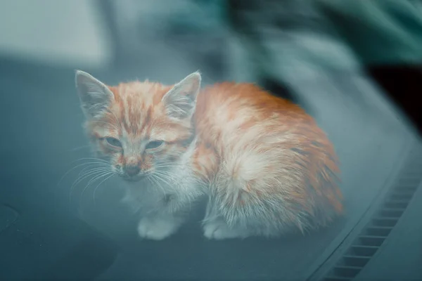 Lindo gatito rojo sentado en coche detrás de vidrio . —  Fotos de Stock