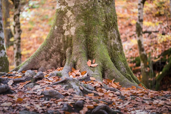 The big root of a tree in the ground in an autumn forest — Stock Photo, Image