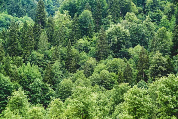 Vista aérea verde bosque de fondo, Rize, Turquía — Foto de Stock