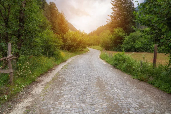 Chemin pavé à pied dans le parc en forêt . — Photo