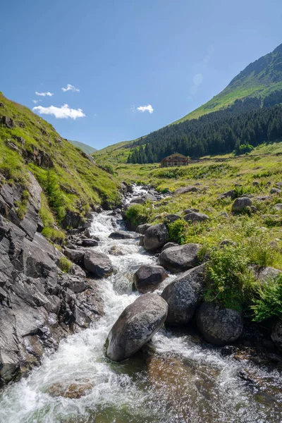 rize, Türkiye'de bir dağ dere yakınındaki yeşil bitkiler.