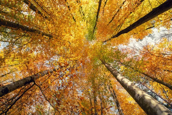 美丽的秋天的颜色的自然。季节概念. — 图库照片