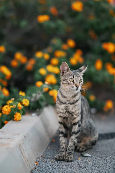 Hermoso gato marrón sentado en la calle —  Fotos de Stock