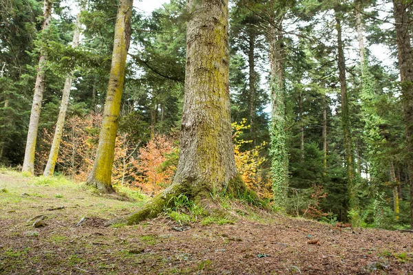 Grande árvore na floresta verde. Bela cena natureza . — Fotografia de Stock