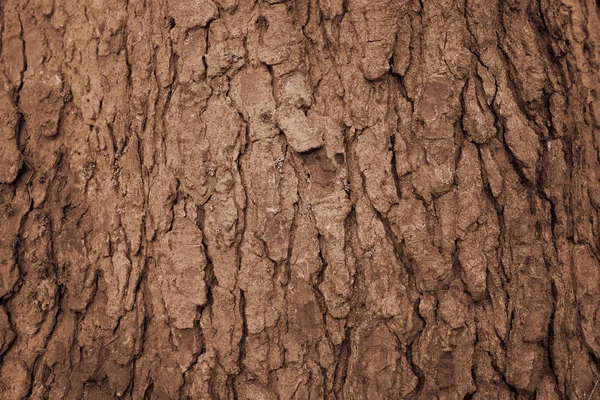 Nahaufnahme der alten braunen Baumrinde, Hintergrundstruktur. — Stockfoto
