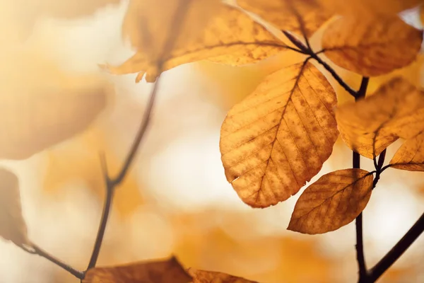 Hermosas hojas de otoño con luz solar y fondo borroso bokeh . — Foto de Stock