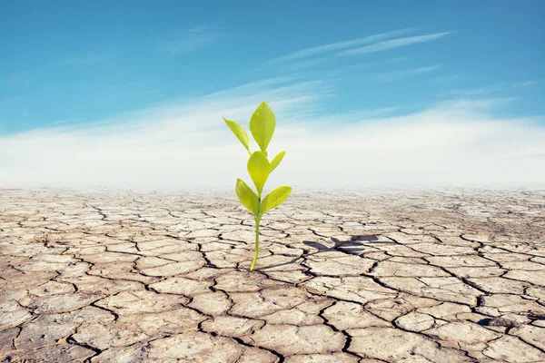 Morte de terra marrom seco rachado e solitário pequena planta verde . — Fotografia de Stock