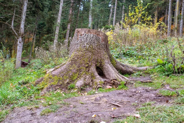 Alte Baumstümpfe im Wald. Überreste des abgeholzten Waldes. — Stockfoto