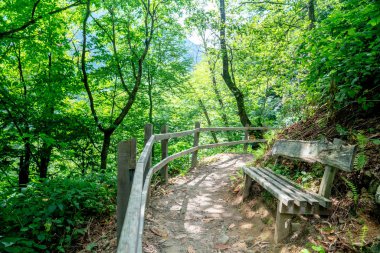 Parlak gün ışığında bir bahar ormanı boyunca yol.