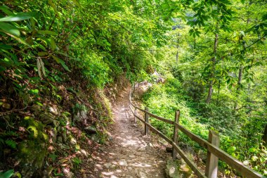 Parlak gün ışığında bir bahar ormanı boyunca yol.