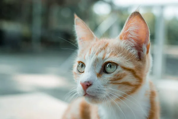 Retrato Pobre Gato Callejero Rojo Sin Hogar Con Ojos Amarillos —  Fotos de Stock