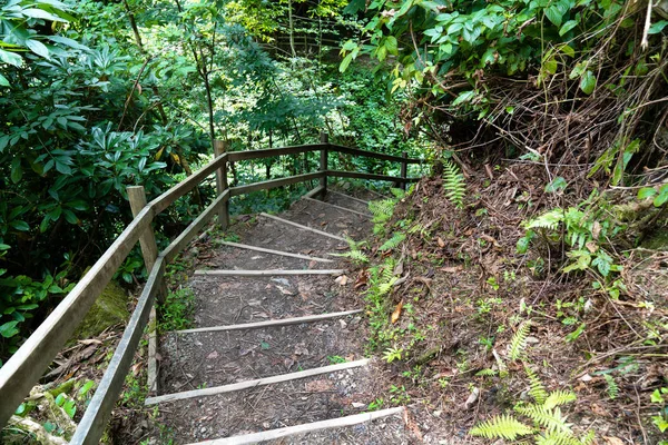 Treppe Führt Einen Fußweg Durch Den Wald Hinunter — Stockfoto