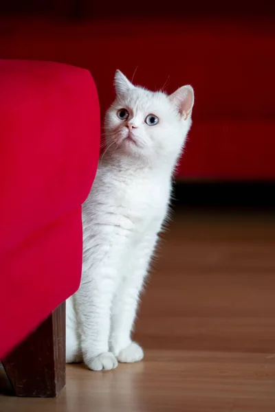 Gato Persa Sentado Frente Fondo Rojo —  Fotos de Stock