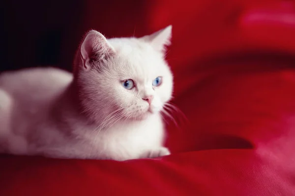 Gato Persa Sentado Frente Fondo Rojo —  Fotos de Stock