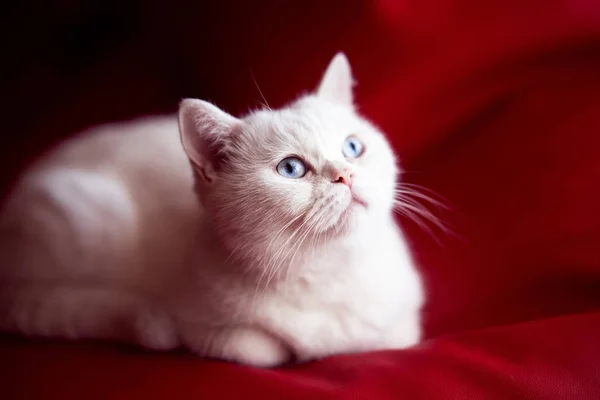 Persisk Katt Sitter Framför Röd Bakgrund — Stockfoto