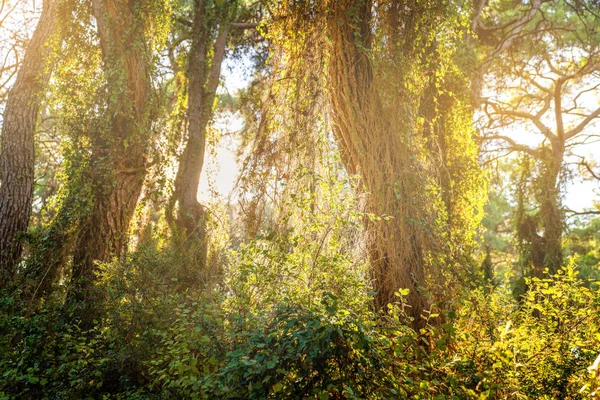 Yaz Sonu Güneş Işığı Ağaçların Arasından Süzülüyor — Stok fotoğraf