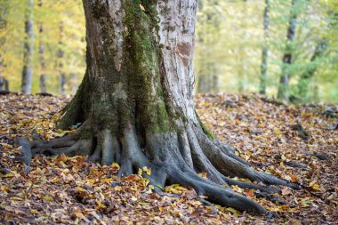 Ormandaki eski büyük bir ağaç köklerinin.