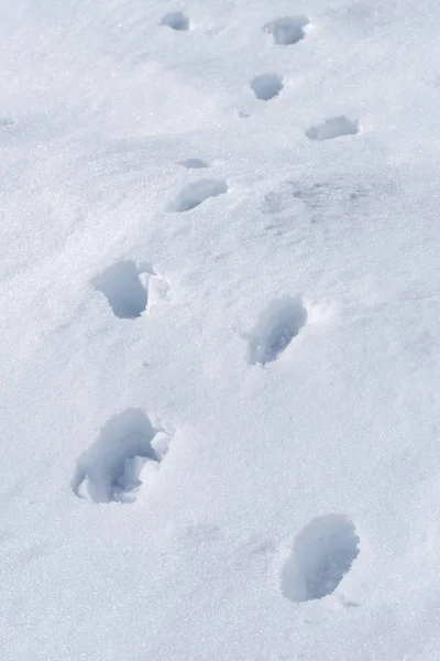 Fußabdrücke im Neuschnee Hintergrund tolles Konzept für Winterschuhe — Stockfoto