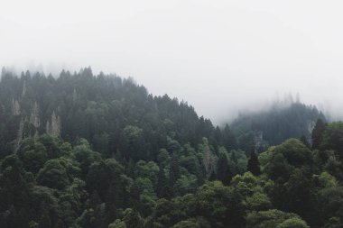 Uzun boylu yeşil ağaçlar yemyeşil Wilderness üzerinde haddeleme yoğun sis ile üst kısımları