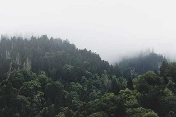 Vrcholky Vysokých zelených stromů s husté mlhy převrácení svěží divočiny — Stock fotografie