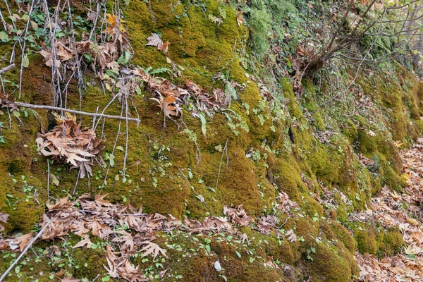 Grünes Moos Hintergrund Textur schön in der Natur — Stockfoto
