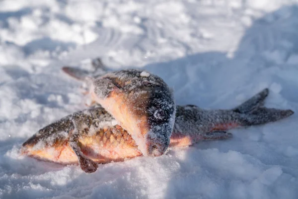 Angeln im Winter aus dem Eis.. — Stockfoto