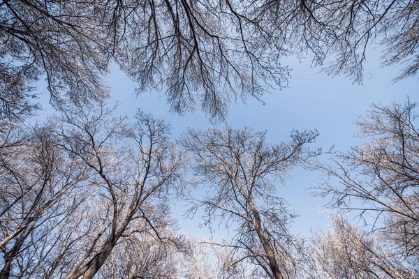 A view of winter tree branches looking upwards toward the bright blue sky. — Stock Photo, Image