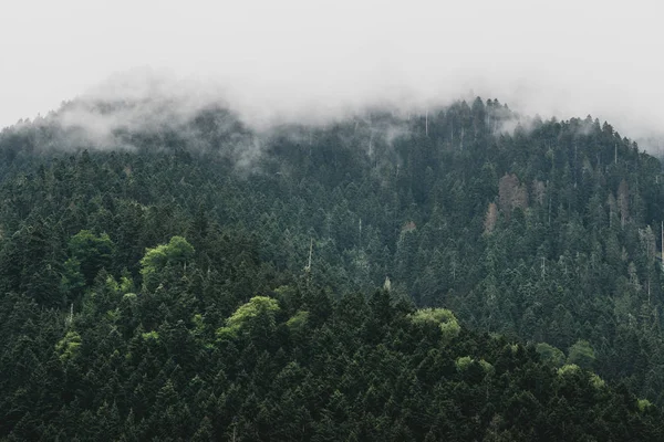 Nastrojowy ciemny Las Krajobraz z chmury i mgła. — Zdjęcie stockowe