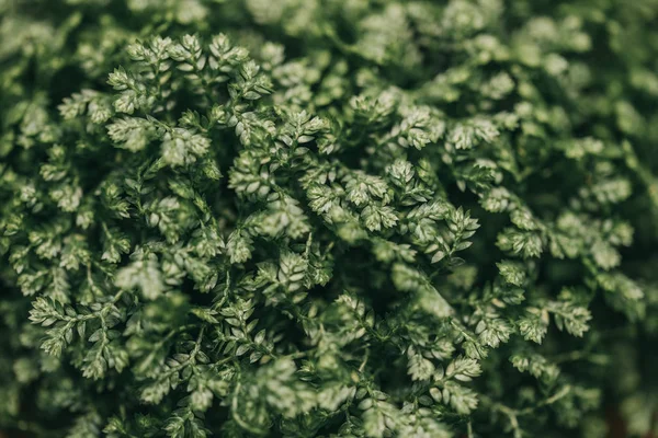 Fundo de planta verde, beleza da natureza, Planta verde folhas pequenas fundo abstrato — Fotografia de Stock