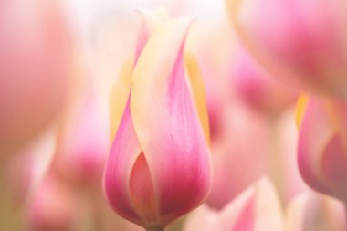 Baharda çok güzel renkli lale çiçekleri.