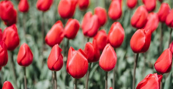 Lindas flores coloridas tulipa fundo na primavera — Fotografia de Stock