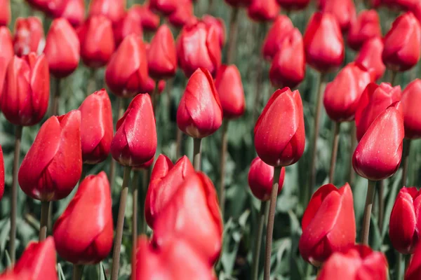 Lindas flores coloridas tulipa fundo na primavera — Fotografia de Stock