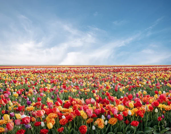Flores no parque primaveril. Paisagem floral. Flores de tulipa coloridas no parque de primavera . — Fotografia de Stock
