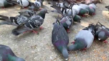 Meydanda taşla beslenen birçok güvercin kuşu. Güvercinler yürüyüş ve besleme.