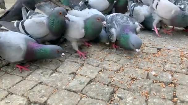 Beaucoup d'oiseaux Pigeon se nourrissent de pierre sur la place. Pigeons marchant et se nourrissant . — Video