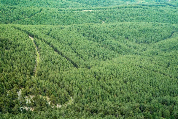 Green forest aerial view. Green clean fir-tree forest from above — Stock Photo, Image