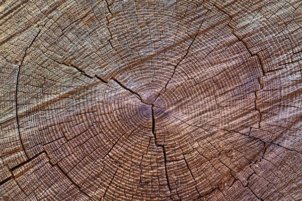 Boom stomp achtergrond. Bruine houten textuur achtergrond. — Stockfoto