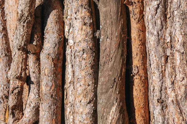 Uma pilha de troncos de madeira se prepara para a indústria da madeira . — Fotografia de Stock